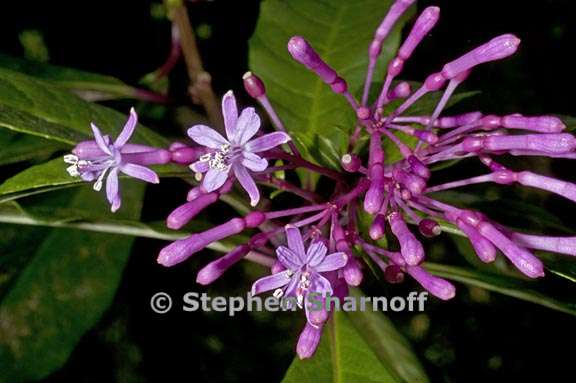 fuchsia paniculata 2 graphic